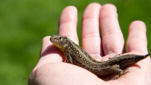 Jaszczurka zwinka, Samica