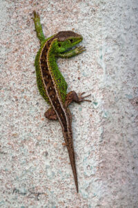 Jaszczurka zwinka, Samiec