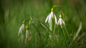Śnieżyczka przebiśnieg